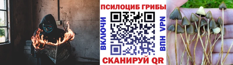 Псилоцибиновые грибы MAGIC MUSHROOMS  omg tor  Салават 